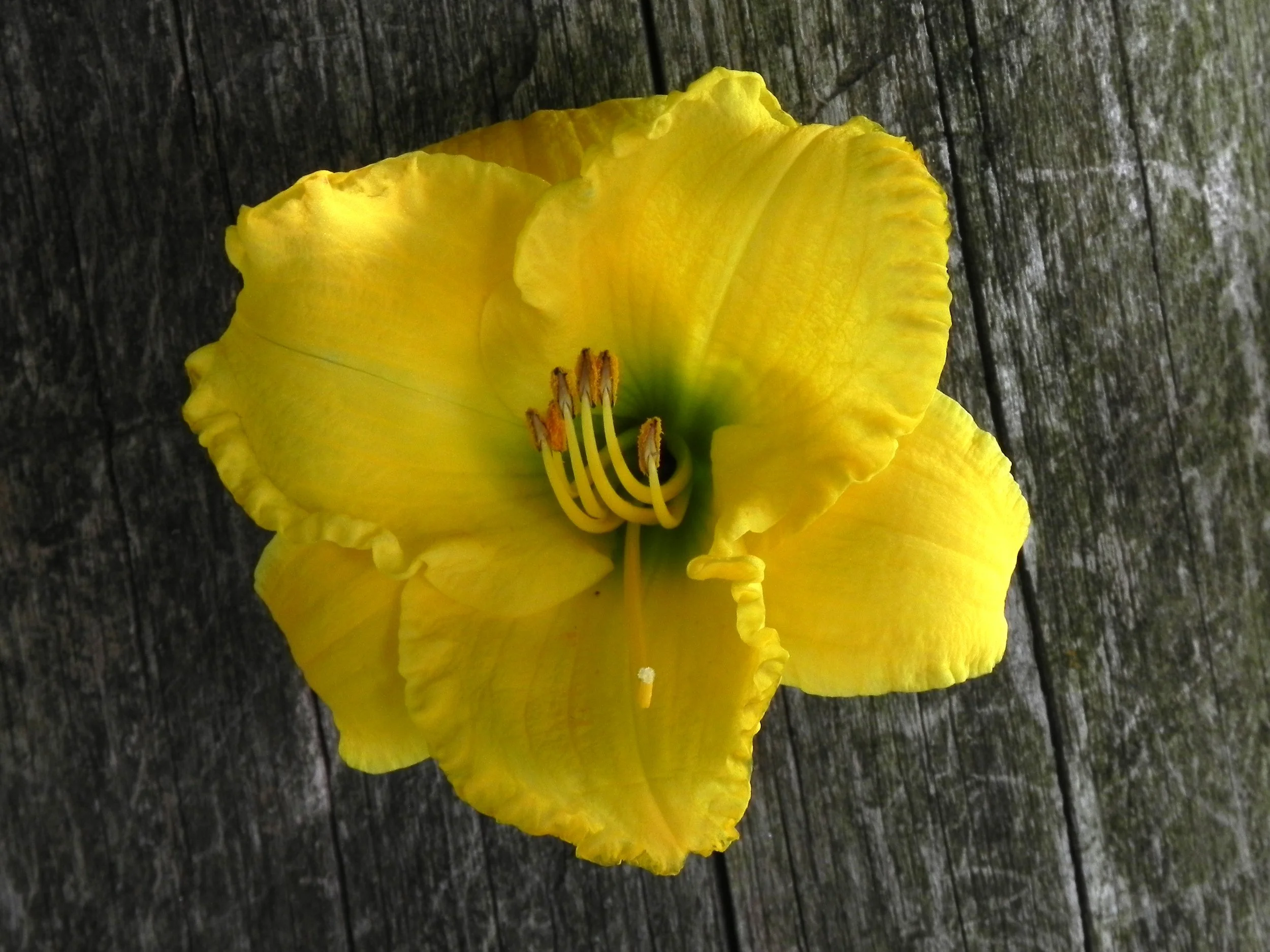 Lavendula — Corn Hill Nursery